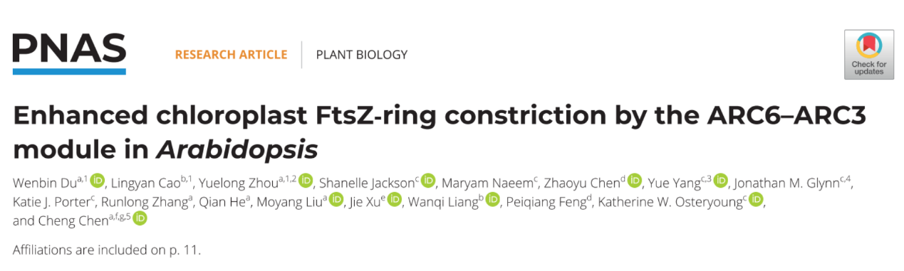 上海交大陈诚课题组揭示ARC6–ARC3模块通过促进叶绿体FtsZ环收缩调控叶绿体分裂的分子机制